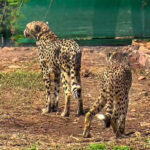 Why Asiatic cheetah can’t be reintroduced in India & distant African cousins were brought to Kuno
